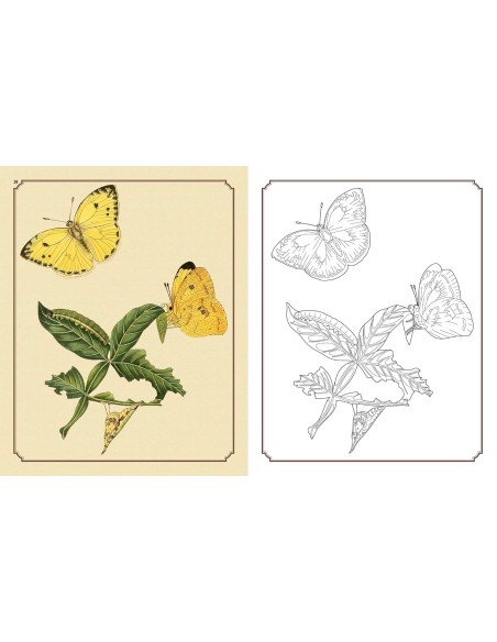 Amazing Butterflies Colouring Book