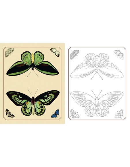 Amazing Butterflies Colouring Book